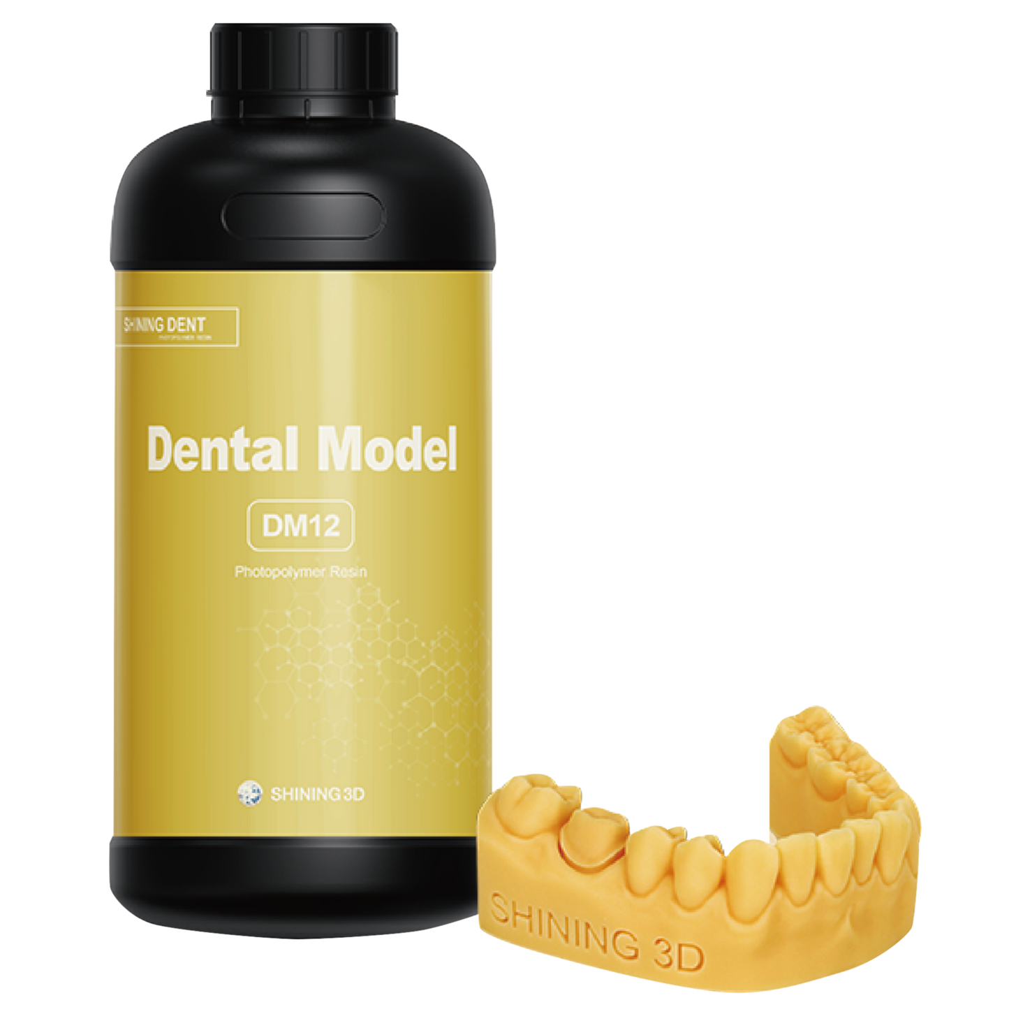 Dental Model DM12 1kg